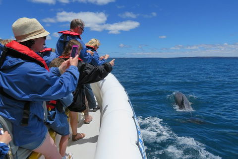 Kangaroo Island 75-Minute Ocean Safari - Restaurant Gold Coast 3