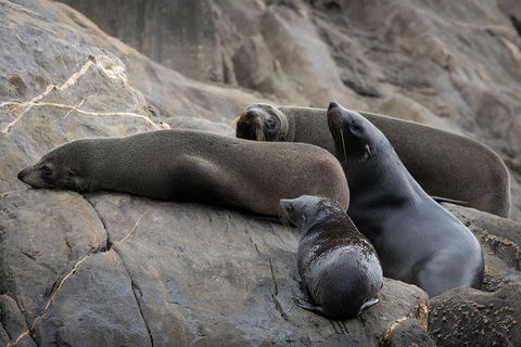 Kangaroo Island Ocean Safari - Snorkeling Safari - Restaurant Gold Coast 0