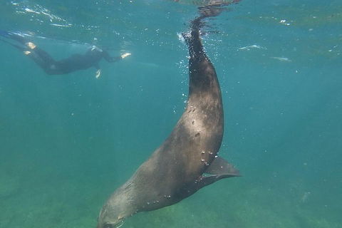 Kangaroo Island Ocean Safari - Snorkeling Safari - Restaurant Gold Coast 3
