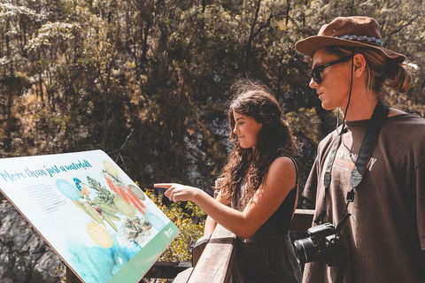 Springbrook AndTamborine Rainforest Tour Incl Natural Bridge And Glow Worm Cave - Restaurant Gold Coast 0