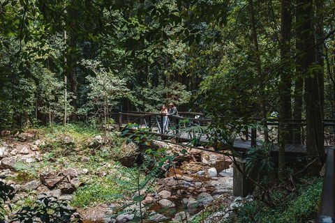 Springbrook AndTamborine Rainforest Tour Incl Natural Bridge And Glow Worm Cave - Restaurant Gold Coast 3