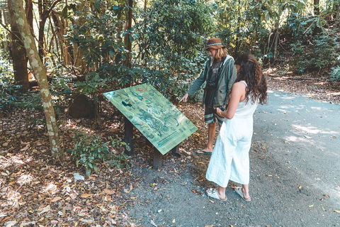 Springbrook AndTamborine Rainforest Tour Incl Natural Bridge And Glow Worm Cave - Restaurant Gold Coast 5