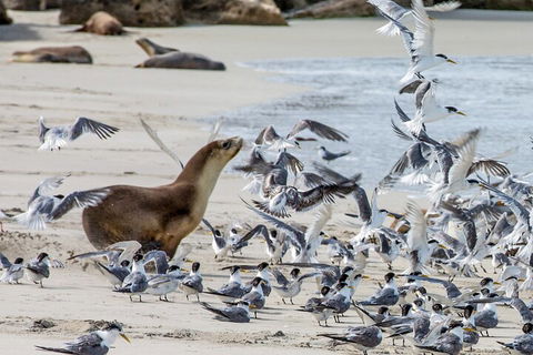 Full-Day Kangaroo Island Experience Departing From Kangaroo Island - Restaurant Gold Coast 1