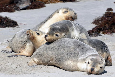 Small-Group Kangaroo Island 4WD Tour From Adelaide - Restaurant Gold Coast 1