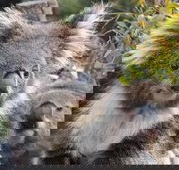 Kuranda Koala Gardens and Birdworld Admission Tickets - Restaurant Gold Coast