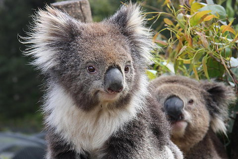 Kuranda Koala Gardens And Birdworld Admission Tickets - Restaurant Gold Coast 0