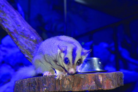 Kuranda Koala Gardens And Birdworld Admission Tickets - Restaurant Gold Coast 1