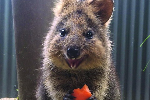 Kuranda Koala Gardens And Birdworld Admission Tickets - Restaurant Gold Coast 2