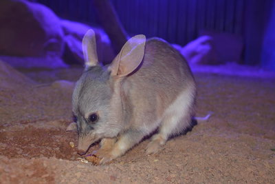 Kuranda Wildlife Experience Three Attraction Pass