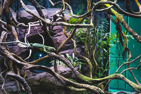 Cairns Aquarium By Twilight With 3-Course Dinner - Restaurant Gold Coast 2