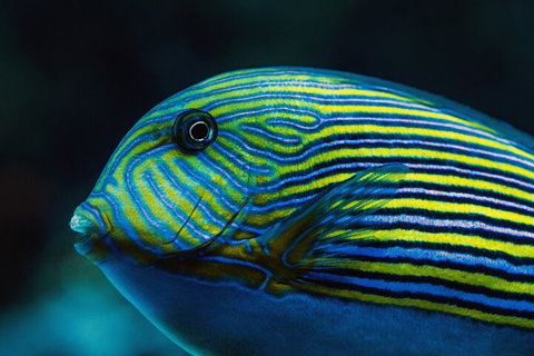 Cairns Aquarium By Twilight With 3-Course Dinner - Restaurant Gold Coast 5