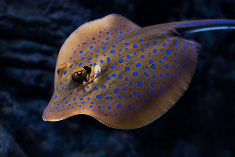 Cairns Aquarium Tour By Twilight With Drink And Appetiser - Restaurant Gold Coast 0