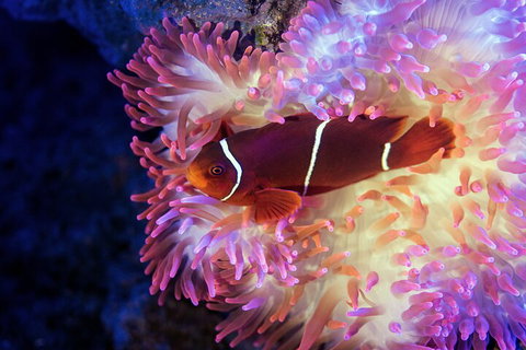 Cairns Aquarium Tour By Twilight With Drink And Appetiser - Restaurant Gold Coast 5