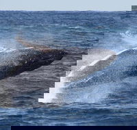 Whale Watching by Sea World Cruises - Restaurant Gold Coast