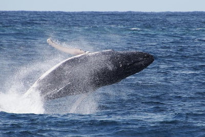 Whale Watching by Sea World Cruises