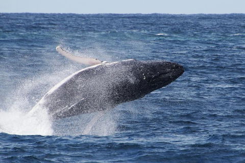 Whale Watching By Sea World Cruises - Restaurant Gold Coast 0