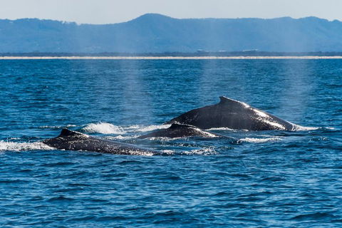 Whale Watching By Sea World Cruises - Restaurant Gold Coast 4
