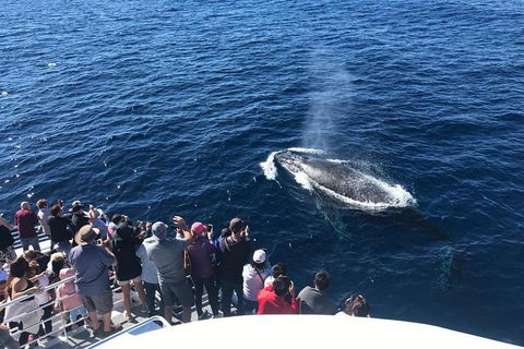 Whale Watching By Sea World Cruises - Restaurant Gold Coast 5
