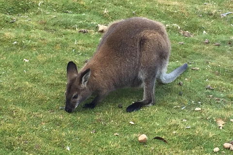 Cradle Mountain Day Tour From Launceston Including Lunch - Restaurant Gold Coast 5