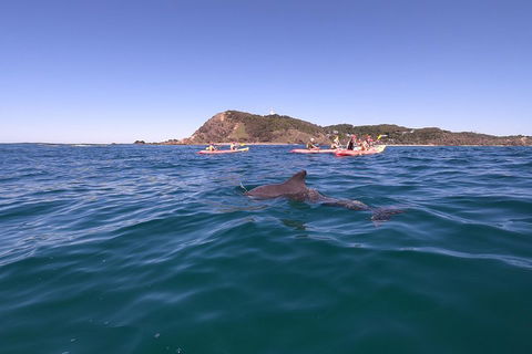 Kayaking With Dolphins In Byron Bay Guided Tour - Restaurant Gold Coast 5