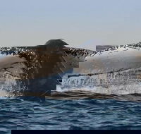 Sydney Whale-Watching Cruise Including Lunch or Breakfast - Restaurant Gold Coast