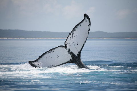 Hervey Bay Whale Watching Cruise - Restaurant Gold Coast 0