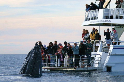 Hervey Bay Whale Watching Cruise - Restaurant Gold Coast 1
