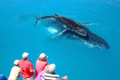 Hervey Bay Whale Watching Cruise - Restaurant Gold Coast 2