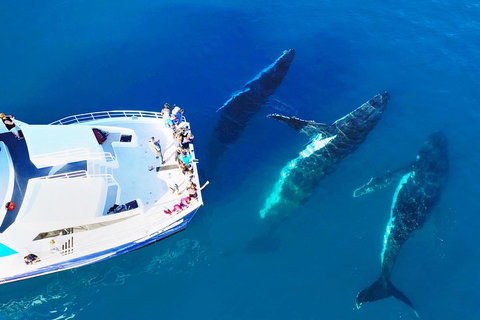 Hervey Bay Whale Watching Cruise - Restaurant Gold Coast 3