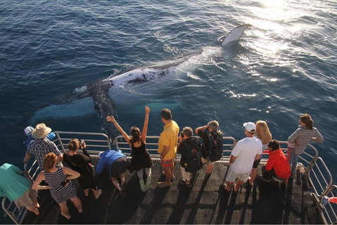 Hervey Bay Whale Watching Cruise - Restaurant Gold Coast 4