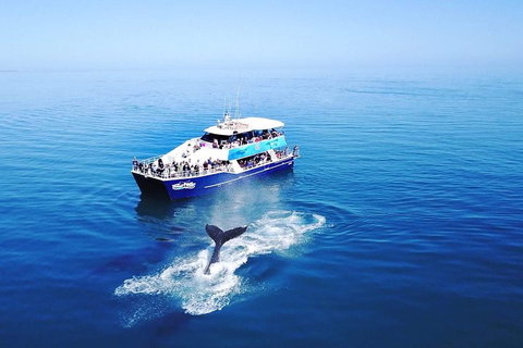 Hervey Bay Whale Watching Cruise - Restaurant Gold Coast 5