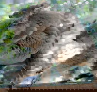 Lone Pine Koala Sanctuary Admission with Brisbane River Cruise - Restaurant Gold Coast
