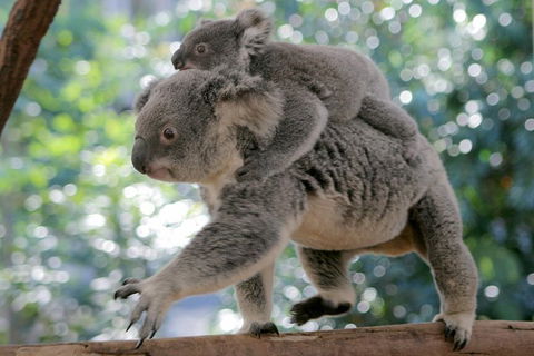Lone Pine Koala Sanctuary Admission With Brisbane River Cruise - Restaurant Gold Coast 0