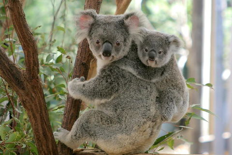 Lone Pine Koala Sanctuary Admission With Brisbane River Cruise - Restaurant Gold Coast 3