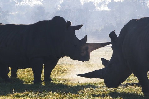 Early Morning Savannah Experience - Restaurant Gold Coast 1