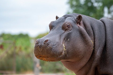 Early Morning Savannah Experience - Restaurant Gold Coast 2