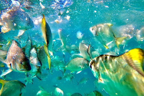 Moreton Island Day Trip (Kayak, Snorkel & Sandboard) Frm Brisbane Or Gold Coast - Restaurant Gold Coast 1