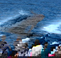 Tangalooma Island Resort Whale Watching Day Cruise - Restaurant Gold Coast