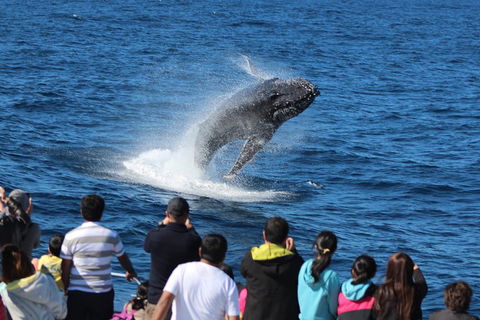 Tangalooma Island Resort Whale Watching Day Cruise - Restaurant Gold Coast 0