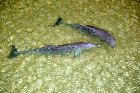 Tangalooma Island Resort Whale Watching Day Cruise With Dolphin Viewing - Restaurant Gold Coast 0