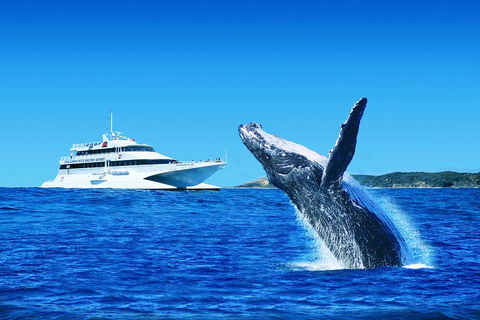 Tangalooma Island Resort Whale Watching Day Cruise With Dolphin Viewing - Restaurant Gold Coast 2