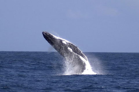 Tangalooma Island Resort Whale Watching Day Cruise With Dolphin Viewing - Restaurant Gold Coast 4