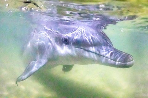 Tangalooma Island Resort Whale Watching Day Cruise With Dolphin Feeding - Restaurant Gold Coast 0