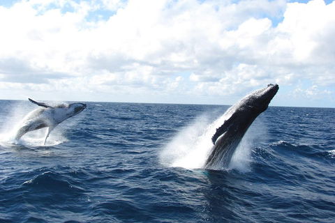 Tangalooma Island Resort Whale Watching Day Cruise With Dolphin Feeding - Restaurant Gold Coast 1