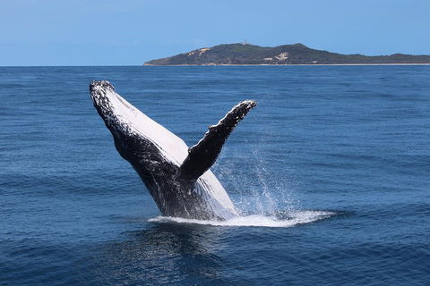 Tangalooma Island Resort Whale Watching Day Cruise With Dolphin Feeding - Restaurant Gold Coast 3
