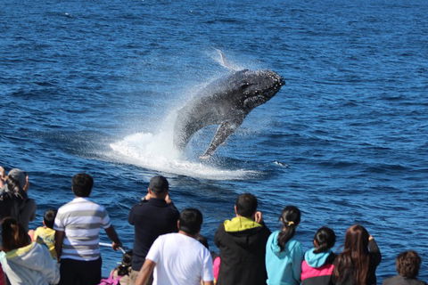 Tangalooma Island Resort Whale Watching Day Cruise With Dolphin Feeding - Restaurant Gold Coast 5