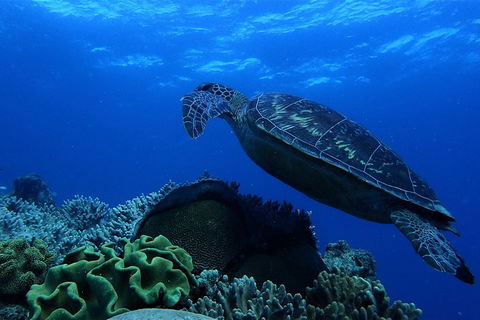 3 Day Whitsundays Sailing And Diving Adventure: Kiana - Restaurant Gold Coast 2