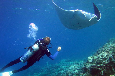 3 Day Whitsundays Sailing And Diving Adventure: Kiana - Restaurant Gold Coast 3