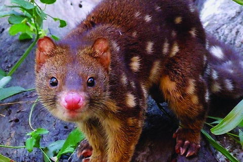 Hartley's Crocodile Adventures Breakfast With The Koalas - Restaurant Gold Coast 2