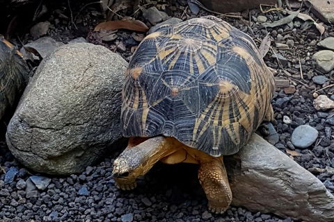 Hartley's Crocodile Adventures Breakfast With The Koalas - Restaurant Gold Coast 4